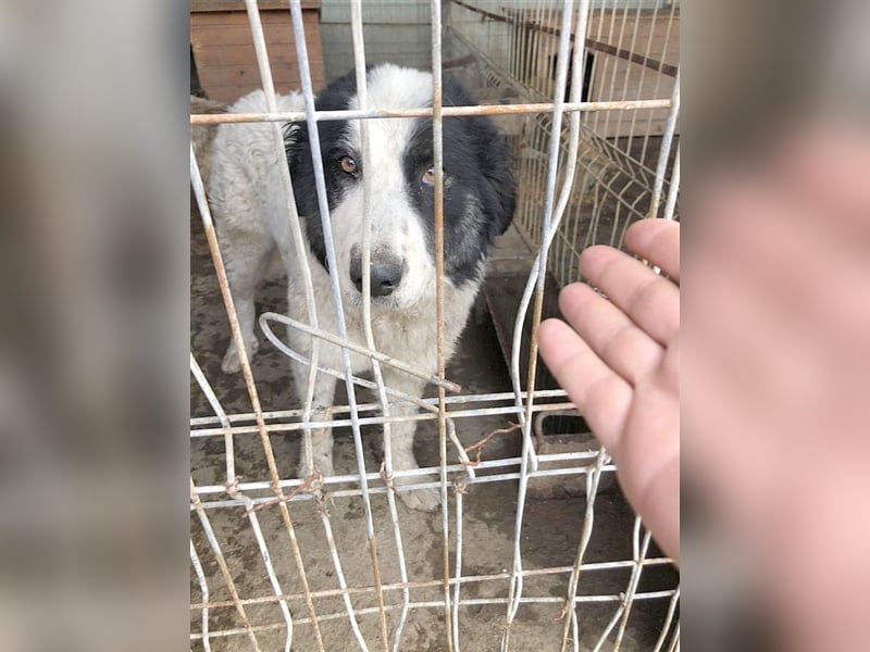 INNIKA, eine Traummaus