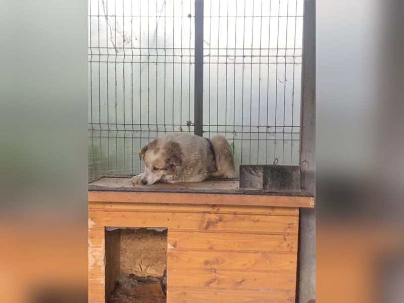 WOLLE, wünscht sich si sehr ein ruhiges Zuhause