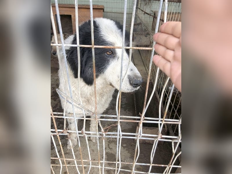 INNIKA, eine Traummaus