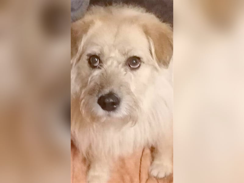 CARAMELLA,gemütliche Maus. Bereits in Deutschland aus PS