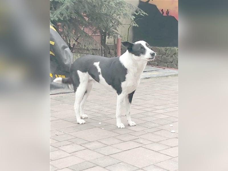 ALMA,absoluter Notfall!!!