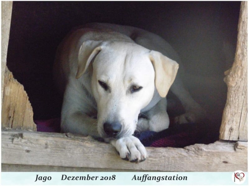 Jago