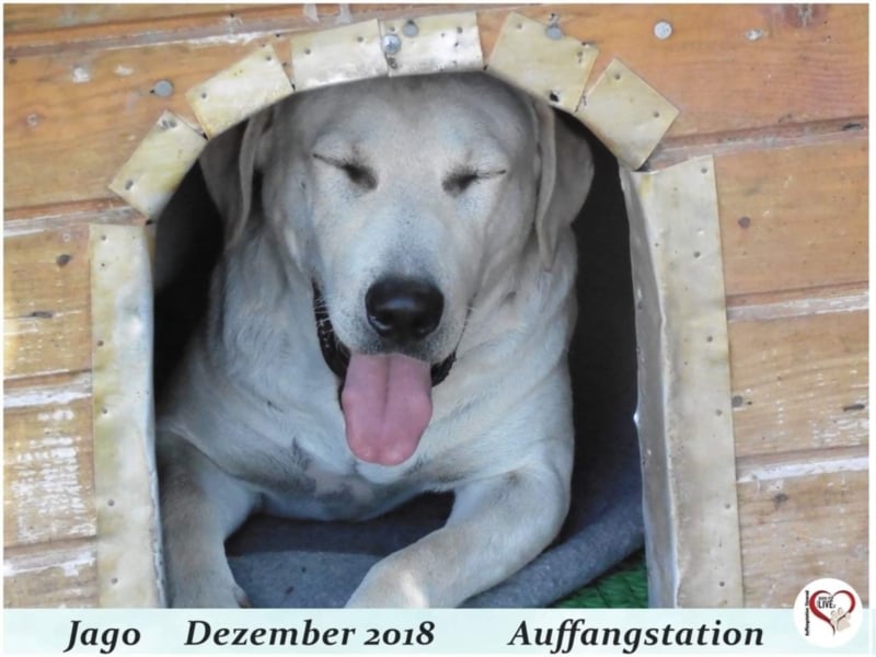 Jago