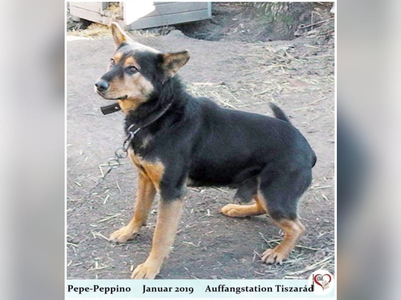 Pepe-Pepino