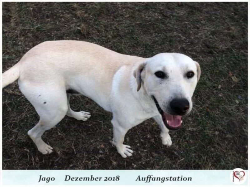Jago