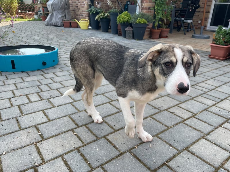 Welpe Janni, zarte und vorsichtig