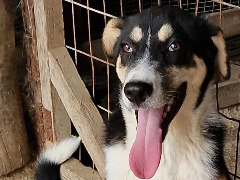 Jackson sucht ein aktives Zuhause!