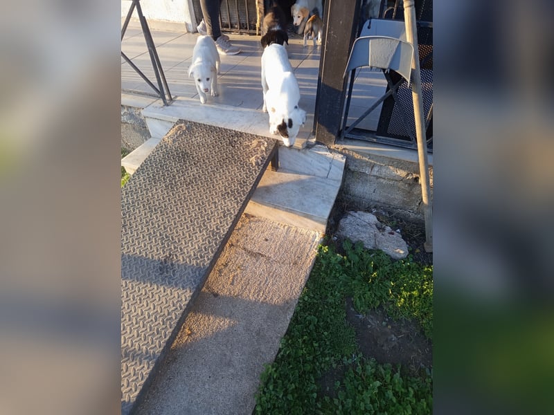 Aponi sucht ihr Für-immer-Zuhause