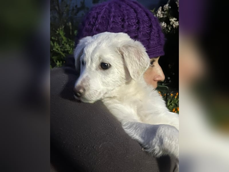 Otis – ein kleiner Sonnenschein auf der Suche nach einem Zuhause