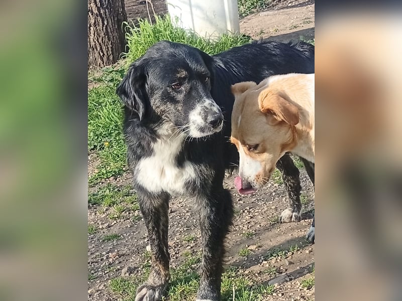 Black, der sanfte Herzenshund sucht Menschen, die ihm Zeit zum Vertrauen geben