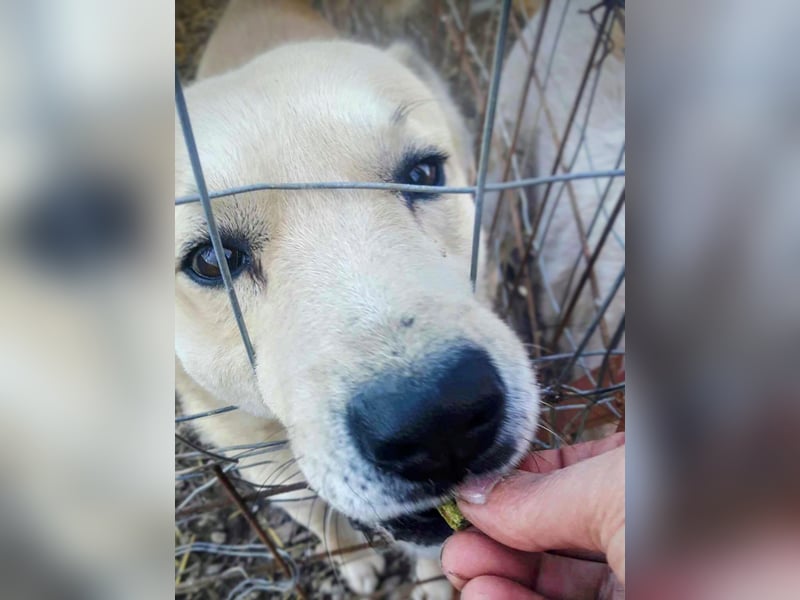 Gentleman Sunny wünscht sich ein Zuhause!