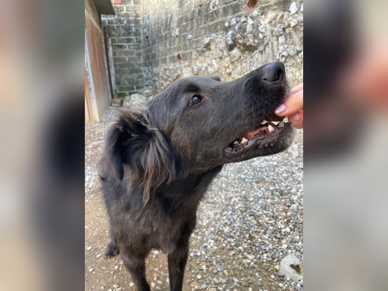 Grimm – Der junge, sanfte Mischlingsrüde sucht sein Zuhause