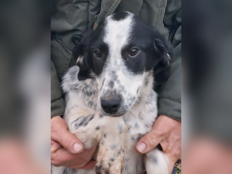 Conny wartet auf ihre Menschen!