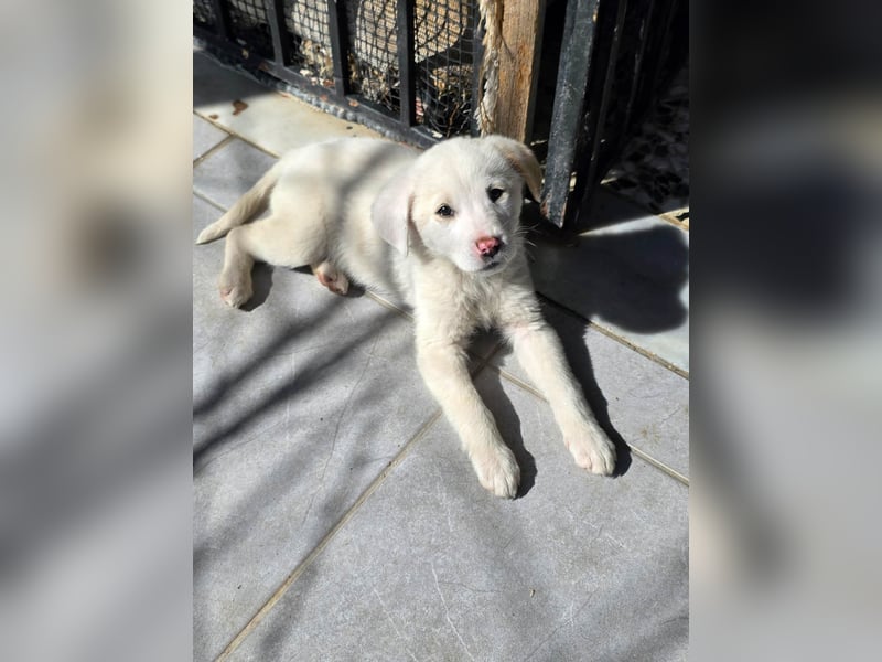 Aponi sucht ihr Für-immer-Zuhause