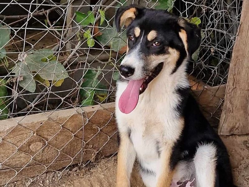 Jackson sucht ein aktives Zuhause!