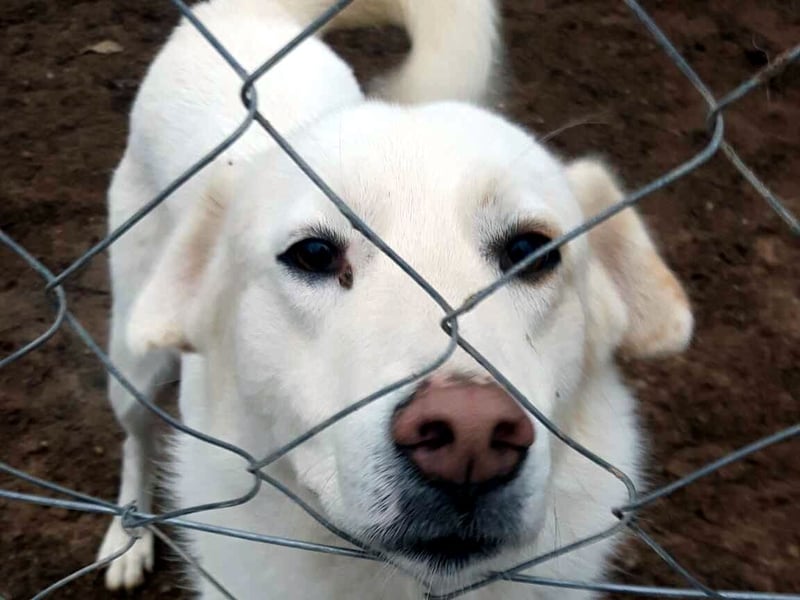 Molly wünscht sich ein Körbchen!