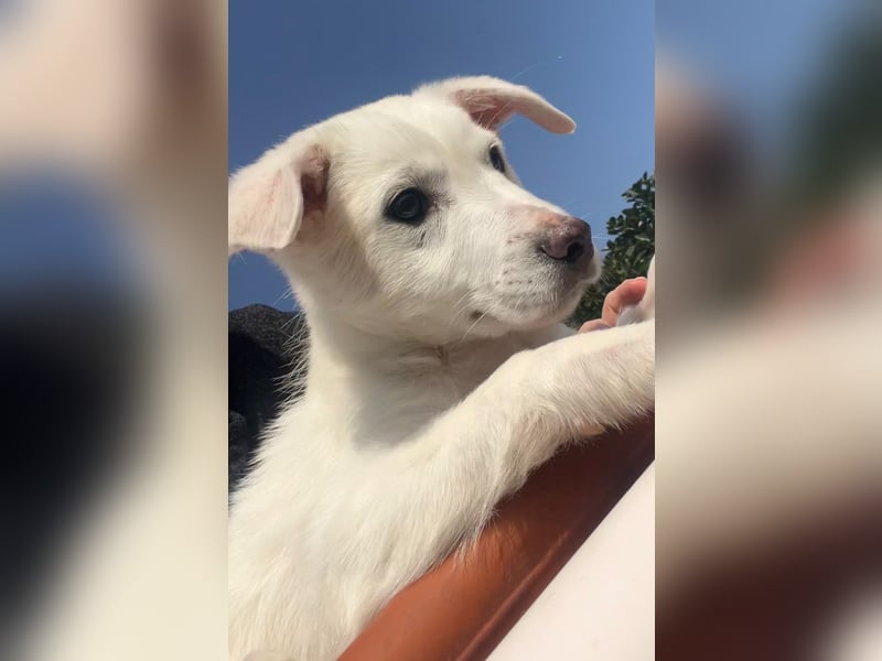 Otis – ein kleiner Sonnenschein auf der Suche nach einem Zuhause