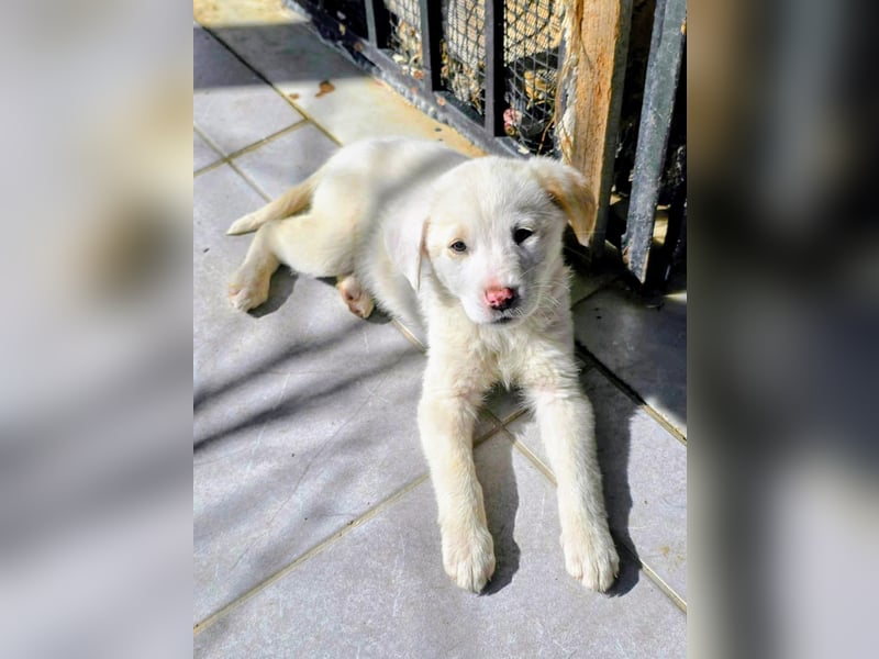 Aponi sucht ihr Für-immer-Zuhause