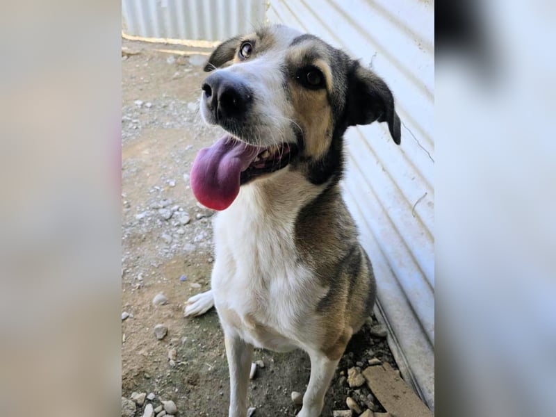 Emma wartet auf ihre Menschen!