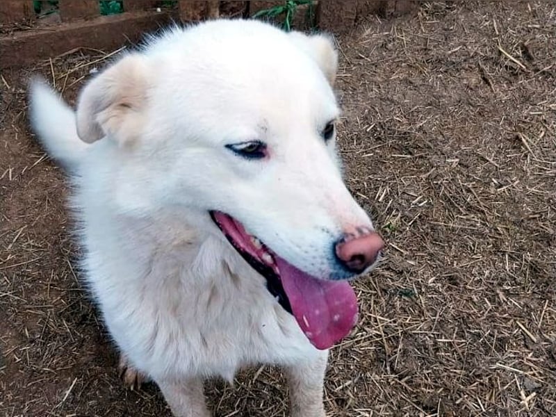 Molly wünscht sich ein Körbchen!