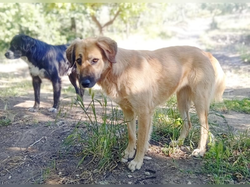 Luna – gib ihr Zeit und sie schenkt dir ihr Herz