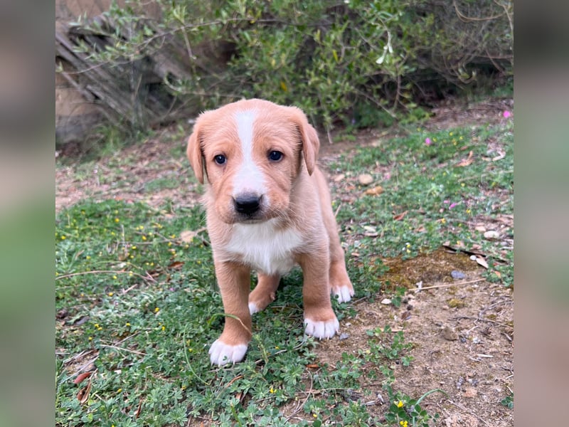 Romolo – der kleine Überlebenskämpfer aus Sizilien sucht sein Zuhause
