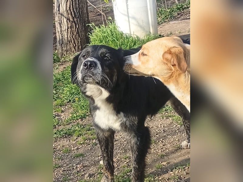 Black, der sanfte Herzenshund sucht Menschen, die ihm Zeit zum Vertrauen geben