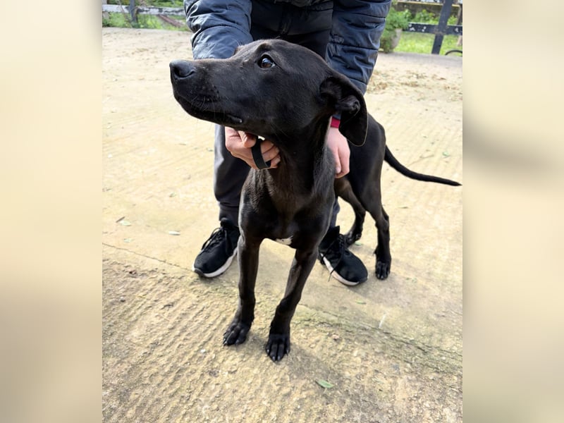 KIRA – aufgeweckt, kinderlieb und auf der Suche nach ihren Menschen