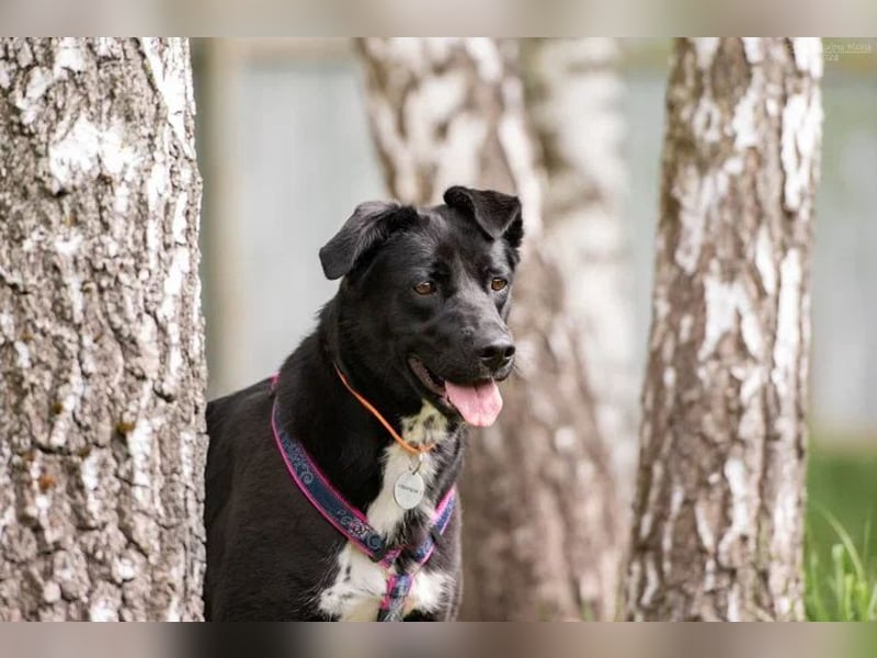 Ruhige Nora sucht ihre Menschen