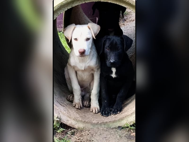 Asher – Ein sensibler Schatz, der mit Geduld aufblüht