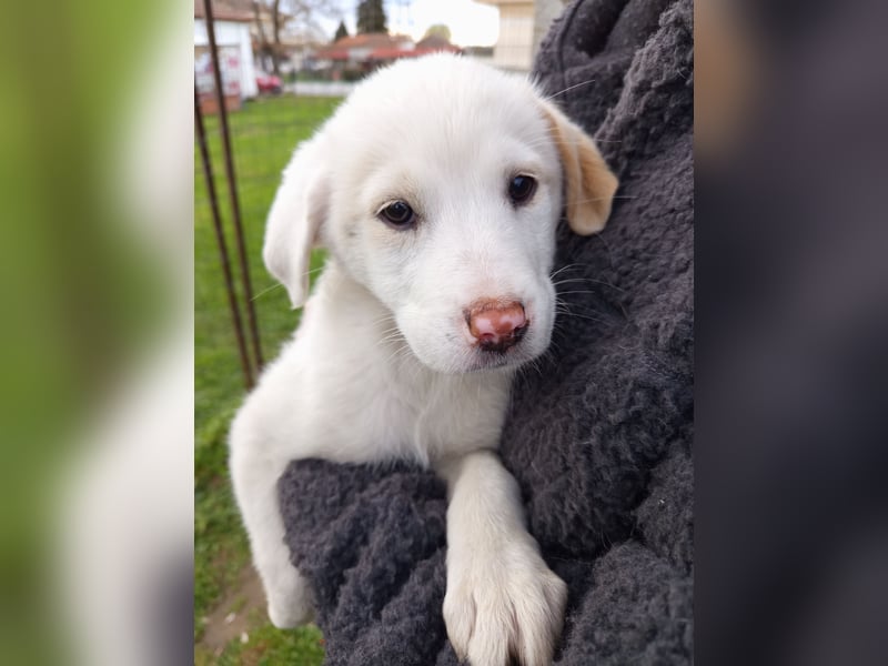 Aponi sucht ihr Für-immer-Zuhause