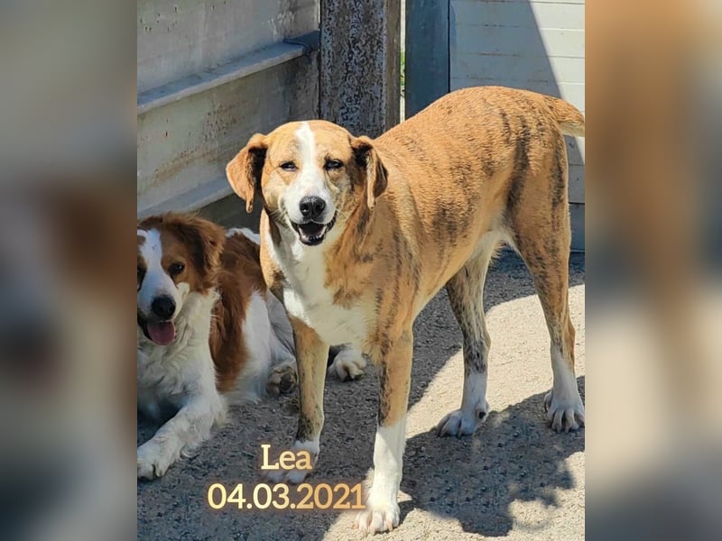 Lea, die verschmuste Hündin möchte endlich ankommen und geliebt werden