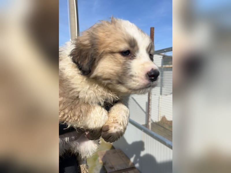 Igor – verspielter Welpenjunge sucht sein Für-immer-Zuhause