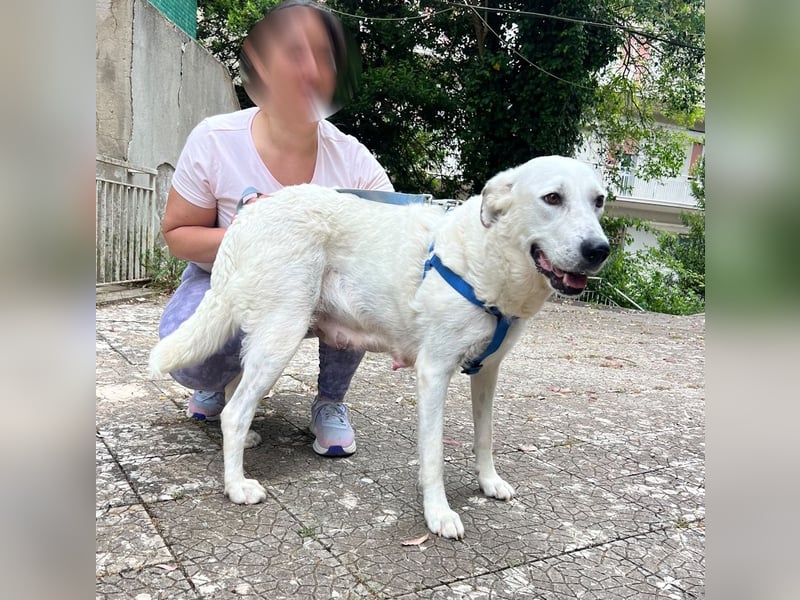 Bonnie - Ein Herz auf vier Pfoten, eine Traumhündin für jung und alt