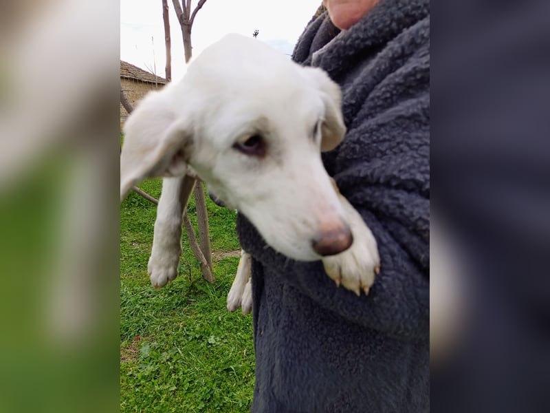 Angel-ein Engel sucht seinen Wirkungskreis