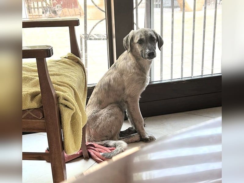 Suro – Sozialer Mischlingswelpe sucht sein Für-immer-Zuhause, derzeit auf PS in 99427 Weimar