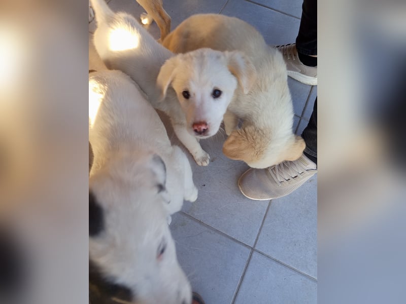 Aponi sucht ihr Für-immer-Zuhause