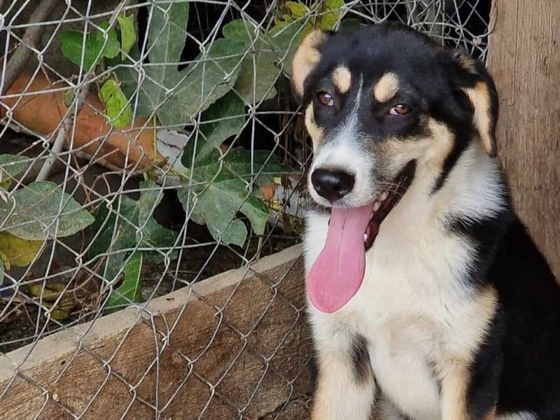 Jackson sucht ein aktives Zuhause!