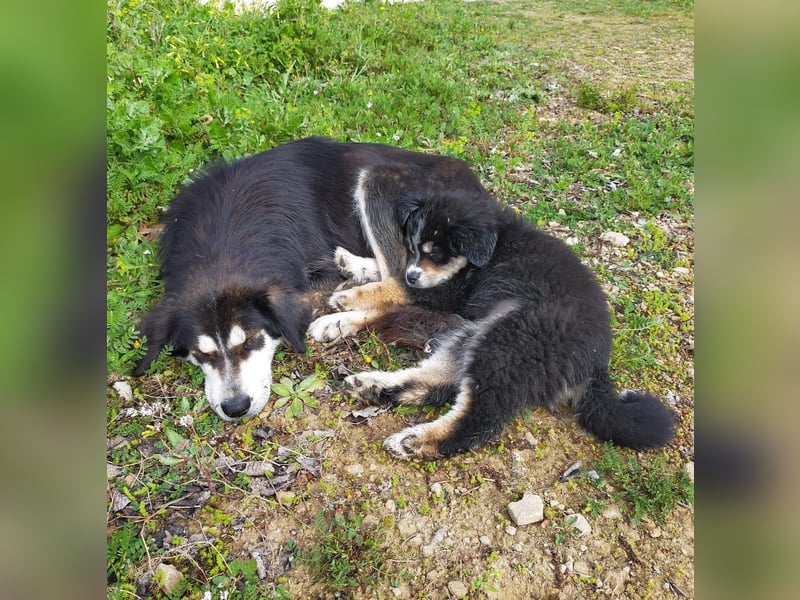 SOPHIA – die sanfte Hündin mit großem Herz sucht ihre Lieblingsmenschen