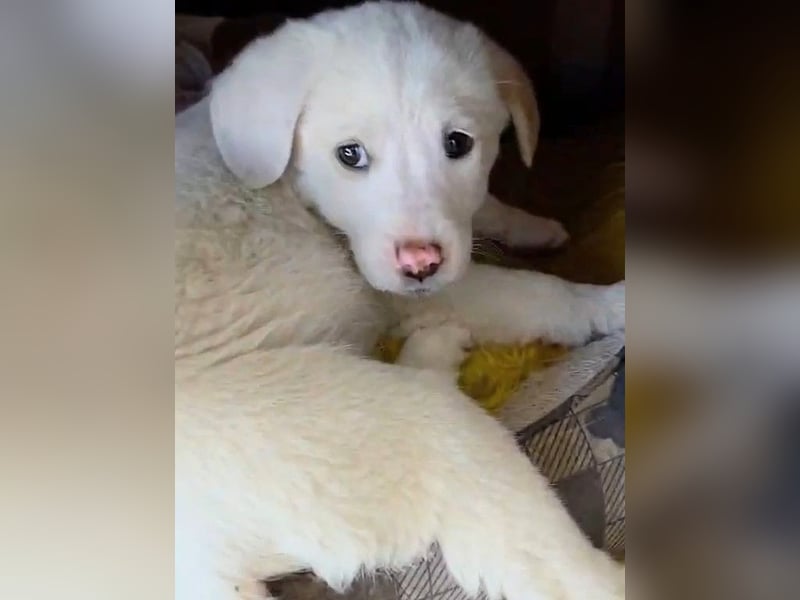 Aponi sucht ihr Für-immer-Zuhause