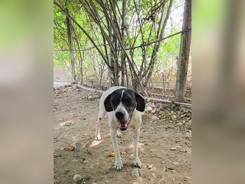 Feu - sensibel und temperamentvoll!