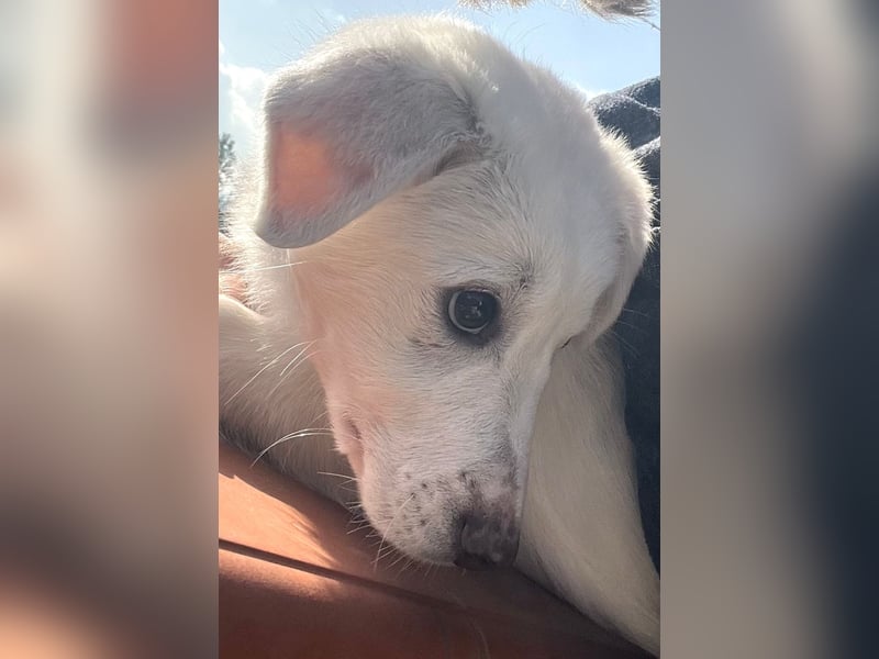 Otis – ein kleiner Sonnenschein auf der Suche nach einem Zuhause