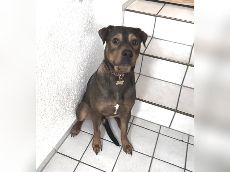 Junghund Charly sucht endlich die richtigen Menschen für den Neuanfang (auf PS in Alsfeld)