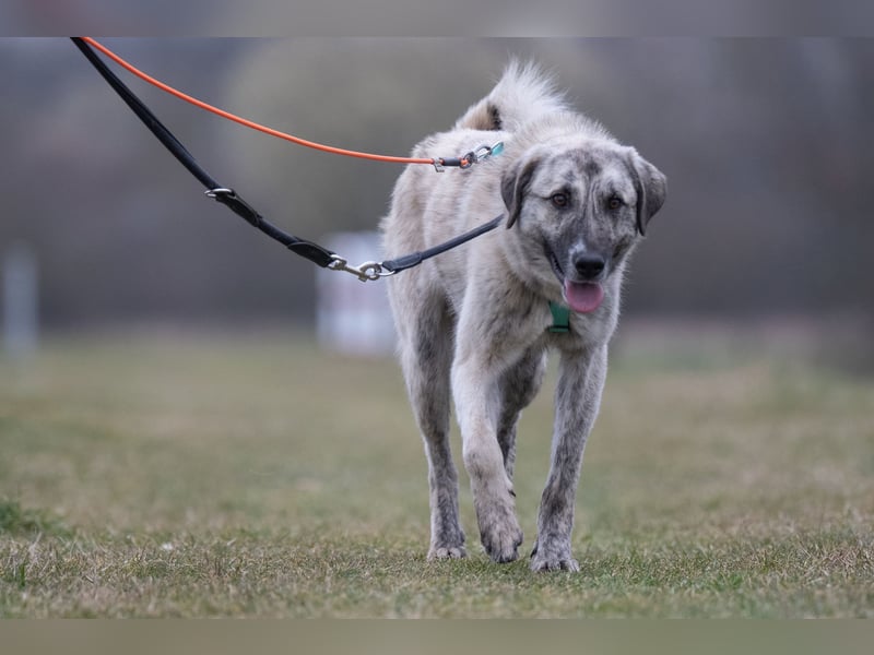 Suro – Sozialer Mischlingswelpe sucht sein Für-immer-Zuhause, derzeit auf PS in 99427 Weimar
