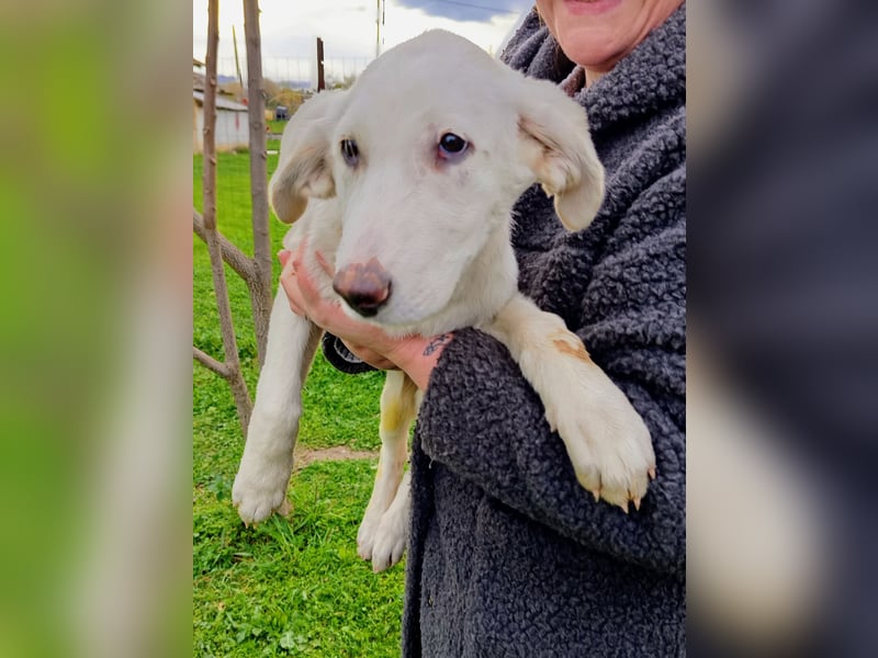 Angel-ein Engel sucht seinen Wirkungskreis