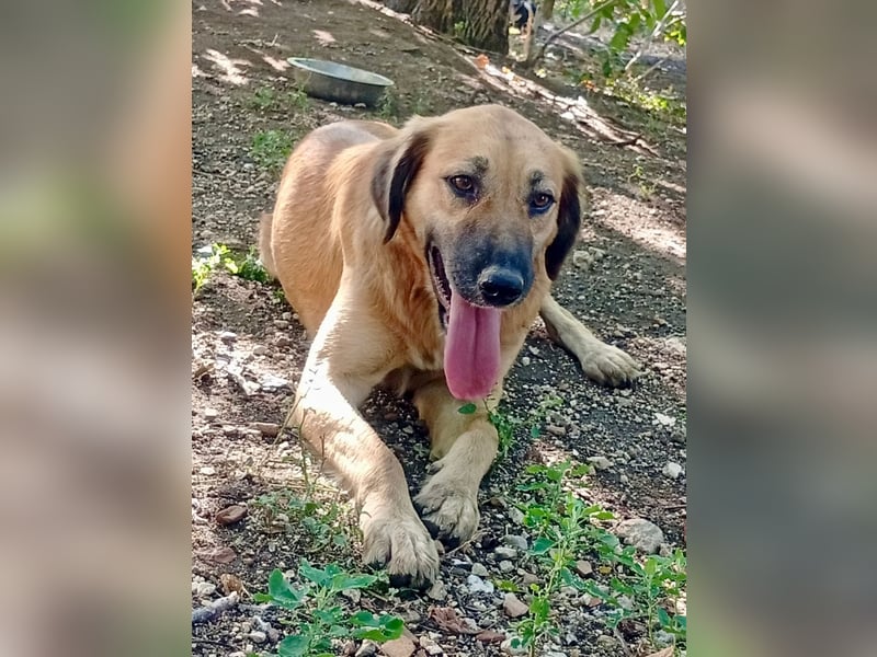 Luna – gib ihr Zeit und sie schenkt dir ihr Herz