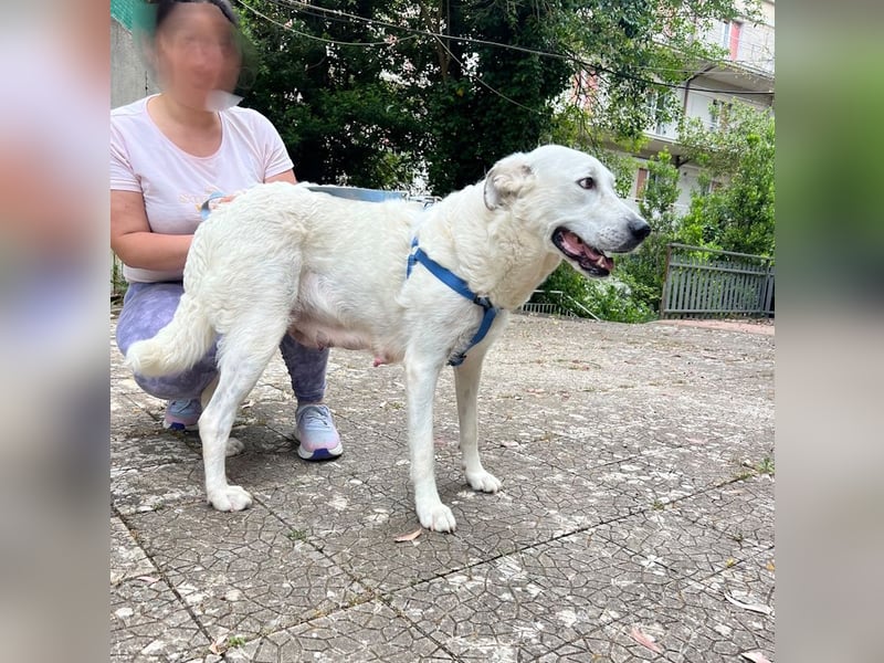Bonnie - Ein Herz auf vier Pfoten, eine Traumhündin für jung und alt
