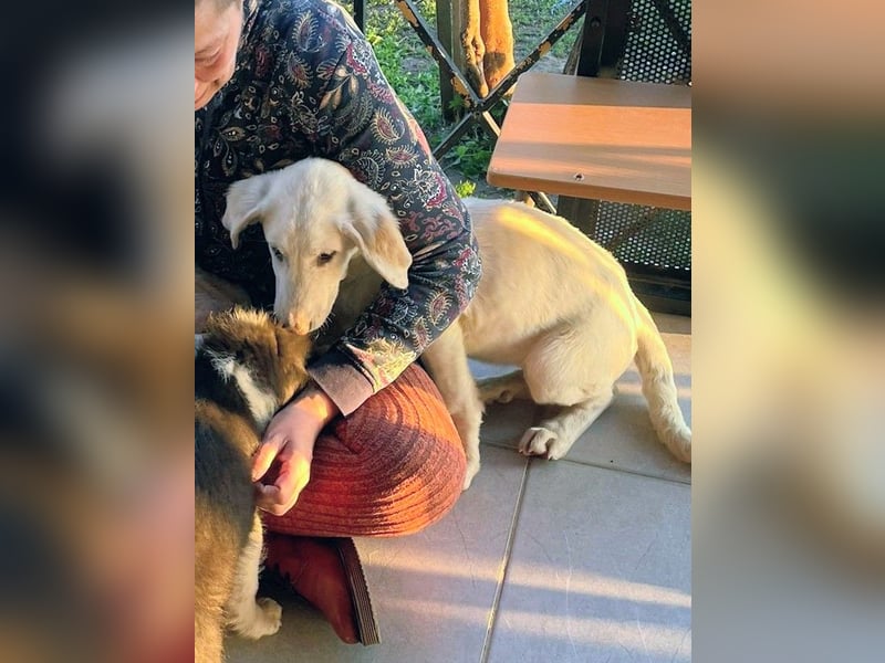 Angel-ein Engel sucht seinen Wirkungskreis