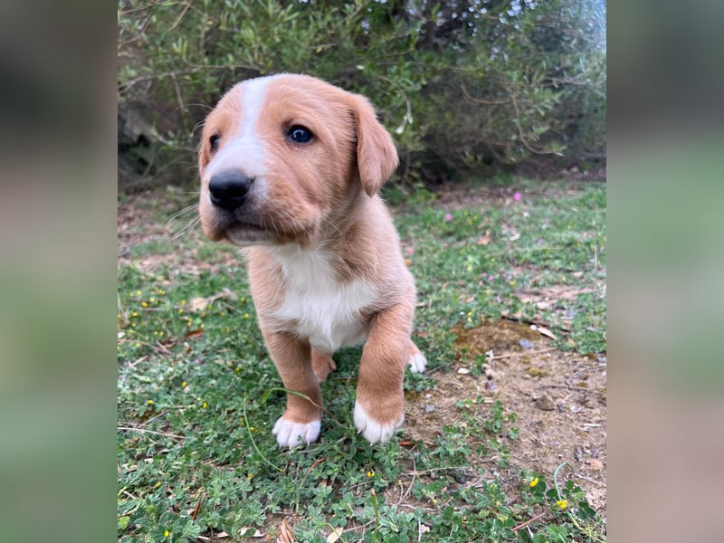 Romolo – der kleine Überlebenskämpfer aus Sizilien sucht sein Zuhause