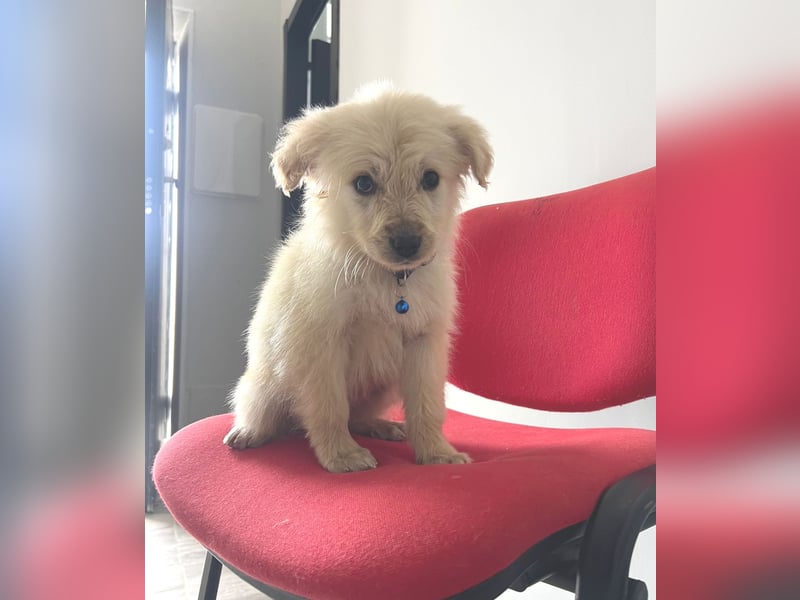 Franz – junger Mischlingswelpe, sozial & verspielt, ca. mittelgroß werdend